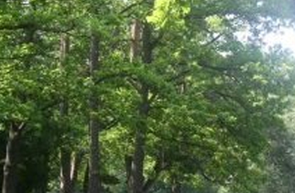 Ein Foto mit einem Ausschnitt aus einem Wald. Zu sehen ist eine Baumkrone, durch die leicht die Sonne scheint.