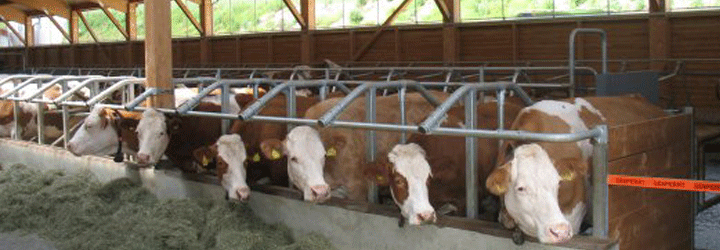 Kühe in einem Stall, in einer Reihe mit Futter vor ihnen.