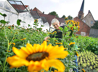Eine Ältere Dame pflückt gerade Sonnenblumen und hält bereits einen großen Strauß in der Hand. Im Vordergrund ist auch eine weitere SOnnenblume im Fokus zu sehen.