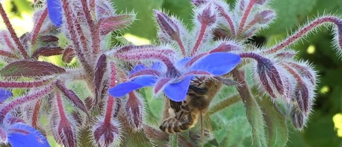 Eine Biene sammelt Nektar von einer blauen Borretschblüte, umgeben von behaarten Stängeln und Blättern.