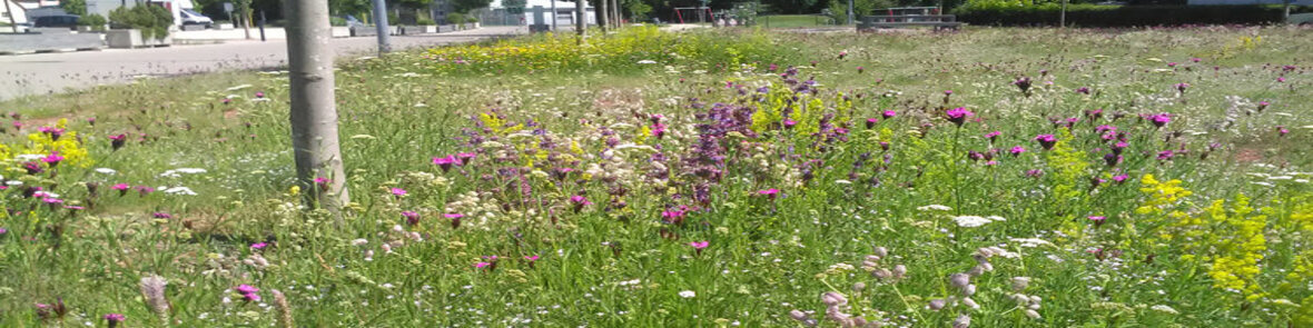 Entsiegelungsprämie